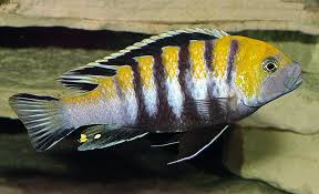 Image result for Cordia afra