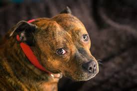 From alexander and of greek origin, means protector. Guard Dog Names 230 Tough And Strong Dog Names Petpress