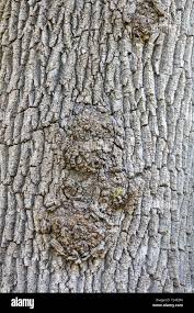 Image result for Fraxinus angustifolia
