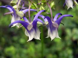 Image result for Halleria elliptica