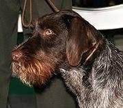 Image result for český fousek stavba těla