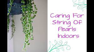 Rooted string of pearls, senecio rowleyanus, trailing, indoor,hanging houseplant. String Of Pearls This Fascinating Beauty Makes A Great Houseplant Youtube