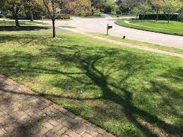 A minimum of 4 hours of direct sunlight per day. Best Bermuda For Shade Tolerance The Lawn Forum