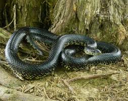Black And White Striped Snake Texas Eastern Black Kingsnake Black Snake Eastern