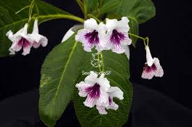 Image result for Streptocarpus eylesii