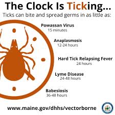 Image result for infected tick bite