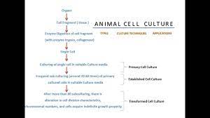 Maybe you would like to learn more about one of these? Animal Cell Culture Youtube