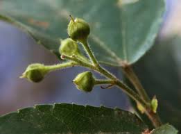 Image result for Thunbergianthus ruwenzoriensis