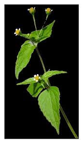Image result for Galinsoga parviflora