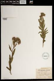 Image result for Vernonia nepetifolia