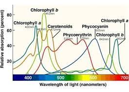 Algae represent the generic name for several groups of inferior aquatic plants that make photosynthesis. Lighting For Algae Cultures Algae Research Supply