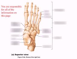 Phyl141l Bones Of The Right Foot Diagram Quizlet