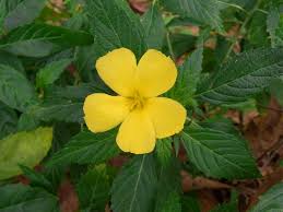 Image result for Schlechterina mitostemmatoides