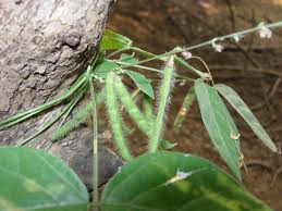 Image result for Teramnus