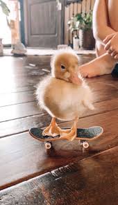 57 images about dumb skater aesthetic on we heart it | see more about skate, grunge and aesthetic. 1001 Ideas For Funny Wallpapers To Get You In A Good Mood