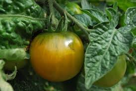 Sadly, there are a few zucchini plant diseases that you need to watch for in order to reap that bountiful harvest. Growing Warm Season Vegetables In The Pacific Northwest Seattle S Favorite Garden Store Since 1924 Swansons Nursery