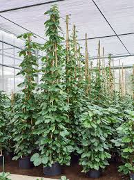 Image result for Tetrastigma