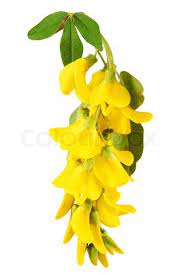 Yellow Acacia Language Of Flowers Secret Love Language Of Flowers Flowers Flower Tattoos