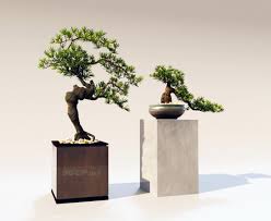 3d Bonsai Plants Model 418 Free Download