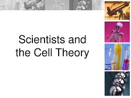 Cell theory was given by schleiden (1838) and schwann (1839). Cell Theory And The Scientists Who Helped Shape It Ppt Download