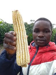 Current price of new dry maize per ton?