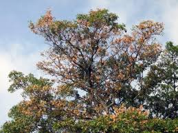Signs & symptoms of red oaks with oak wilt. Oak Wilt Is Infectious Disease Home And Garden Victoriaadvocate Com