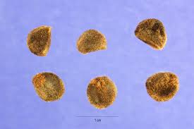 Image result for Ipomoea pes-caprae