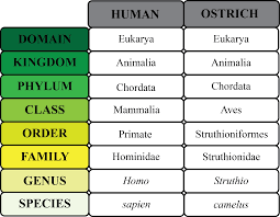 Classification Of Humans Google Search Classification Of