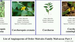 Image result for Cola mossambicensis