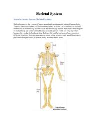 The bones of the body are categorized into two groups: Skeletal System