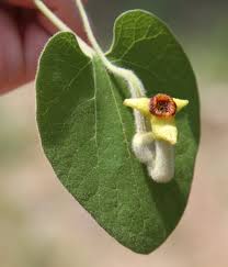 Image result for Aristolochia heppii