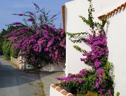 Comment entretenir un bougainvillier ? Bougainvillier Resistant Au Froid Bougainvillea Spectabilis Violet De Meze
