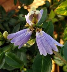 Image result for Sclerochiton