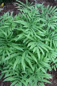 Image result for Pteris burtonii
