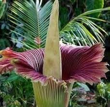 The Amorphophallus Titanum The Largest Flower In The World Also Known As The Corpse Flower Because Of Its Amorphophallus Titanum Weird Plants Titan Arum