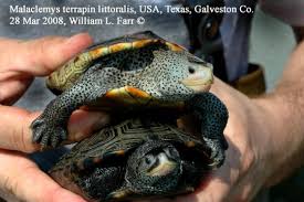 February 9 at 12:37 pm · bridgeport, ct · Malaclemys Terrapin The Reptile Database