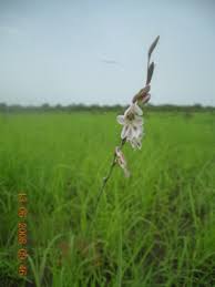 Image result for Indigofera garckeana