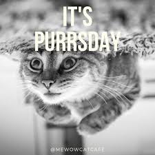 Hope You Re Having A Good Day Cat Cats Meow Kitten Kitty Kitties Kittycat Cutecats Catlove Catlover Cutecat Catclub Cat Day Cat Facts Cute Cats
