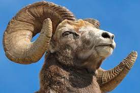 Bighorn Sheep Facts Information And Photos Animals Baby Animals Sleeping Kitten