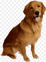 Check spelling or type a new query. Golden Retriever Png Images Pngegg
