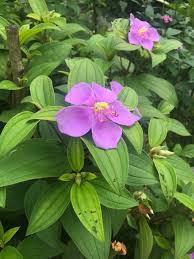 Image result for Melastomastrum