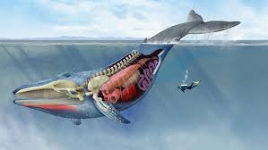 Picture of model released person standing next to blue whale skeleton: The Record Setting Anatomy Of The Blue Whale A Look Inside The Largest Animal In The World Guinness World Records
