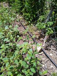 Image result for Boerhavia erecta