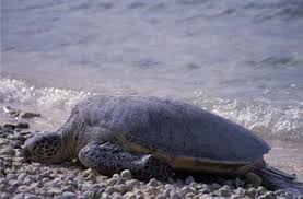 The olive ridley turtle is born with grey skin and a grey heart shaped shell (carapace) which turns an olive green once they reach adulthood. Atlantic Green Sea Turtle