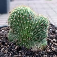 Image result for Triumfetta trichocarpa