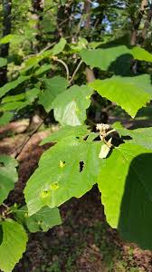 Image result for Hamamelidaceae