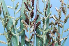 Image result for Echinochloa colona