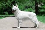White Swiss Shepherds Dog For Sale | White Swiss Shepherds ...