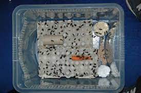 Therefore, the food of crickets can be anything dry as wet food has the danger of contamination. How To Keep Crickets Fresh Reptile Information And Articles Blue Lizard Reptiles Reptile Shop