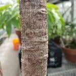 Image result for Erythrophysa